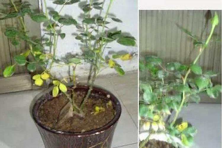 我的月季花怎么会事？是肥施多了烧根了么