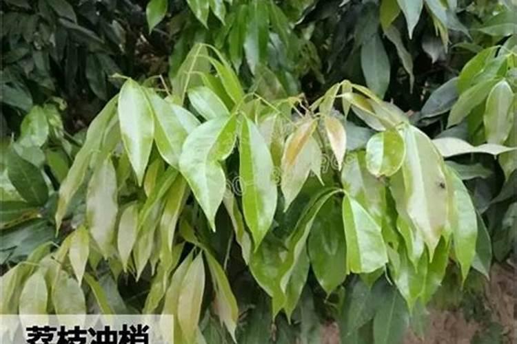 荔枝的合理施肥方法