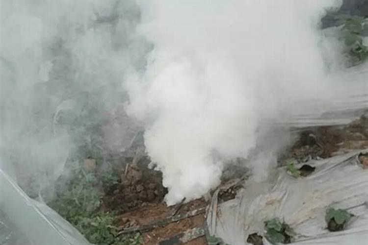 大棚番茄最全冬季施肥方案