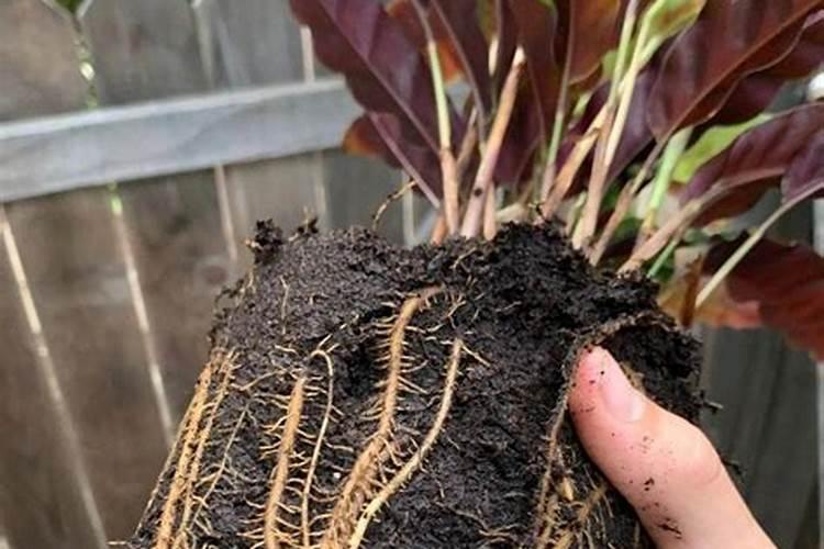 移栽室内植物多久施肥(移栽的植物多少天缓过来)