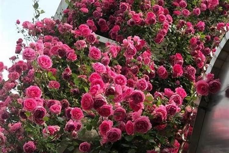 玫瑰花多久施一次肥 要施什么肥料