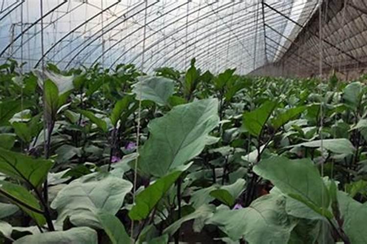 天堂鸟开花怎么养护