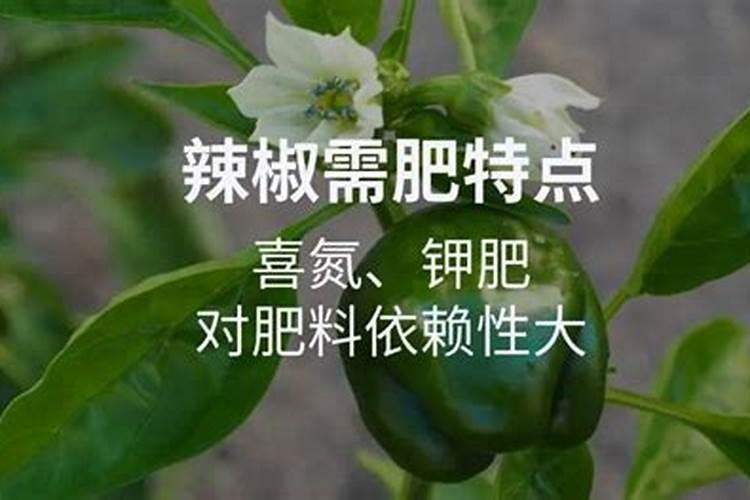辣椒什么时候施肥好 辣椒的最佳施肥时间