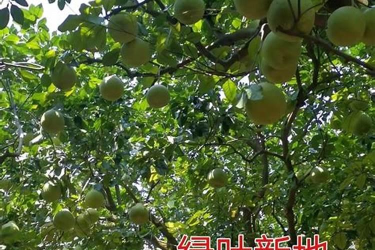 沙田柚在幼果期应该如和施肥？
