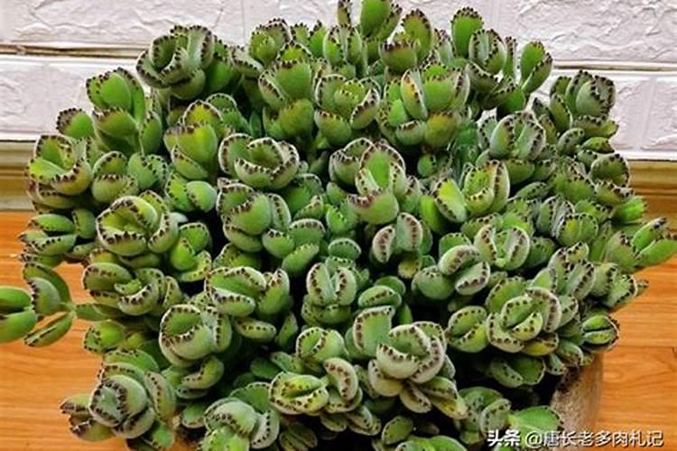 番茄什么时候冲钙肥好 注意事项有哪些