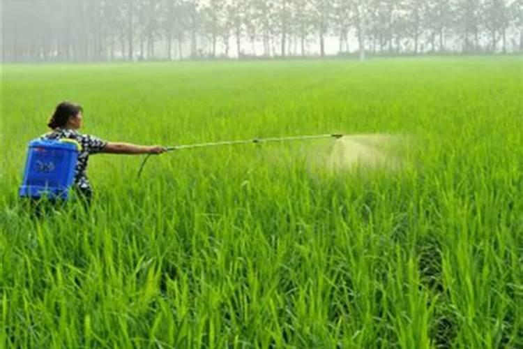 芋头什么时候施肥 芋头的施肥时间