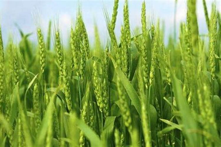 小麦什么时候喷芸苔素 如何喷施效果好