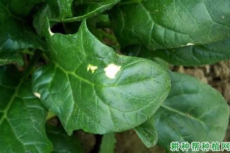 菠菜叶子发黄是什么原因怎么治
