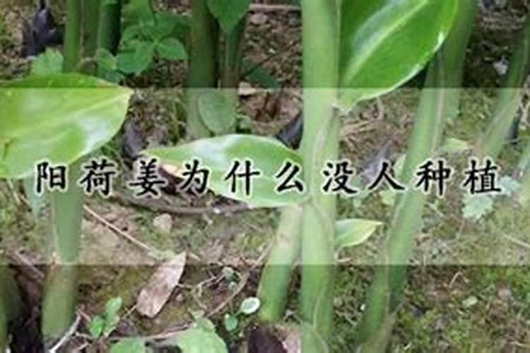 姜如何施肥？姜的肥料需求是什么？