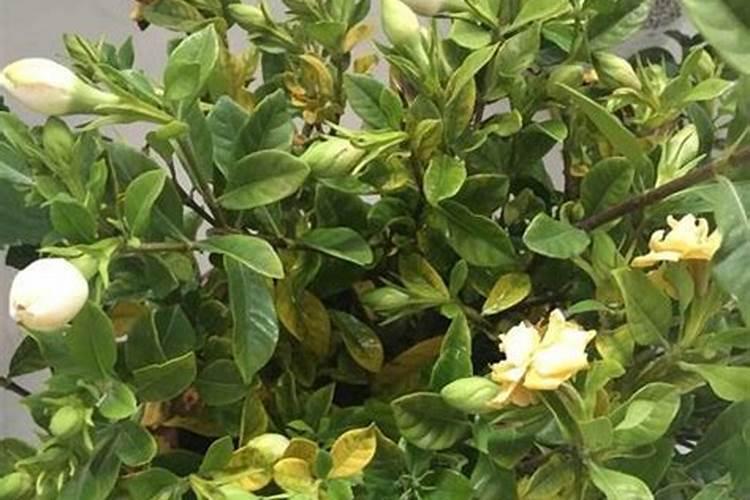 栀子花叶子发黄的原因和处理办法