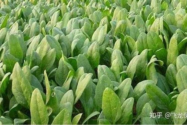 夏菠菜怎样施叶面肥
