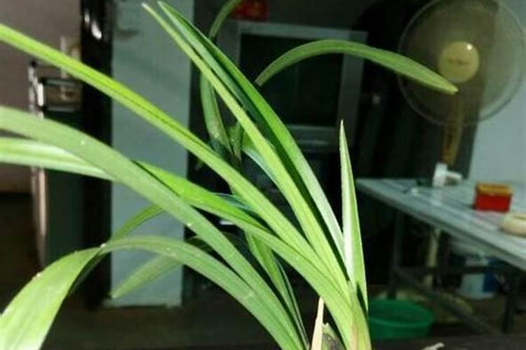 水培绿萝怎样施肥施什么肥