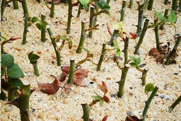 月季花扦插是用什么肥料可以使月季花快速生根呢