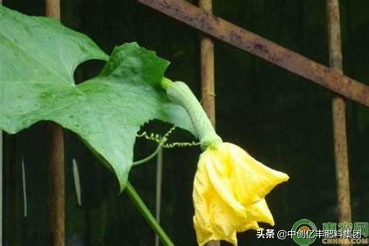 大棚丝瓜能追施高钾复合肥吗？