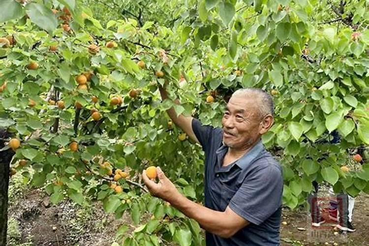 桃子初果期可以浇钾肥水吗