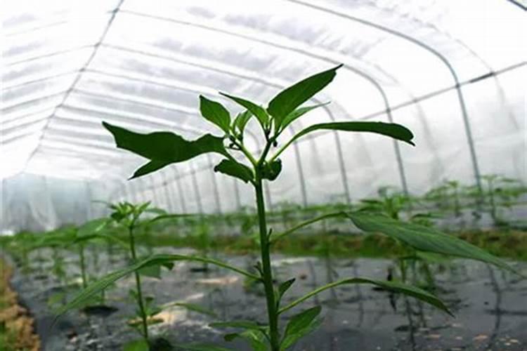 辣椒苗施什么肥最好？