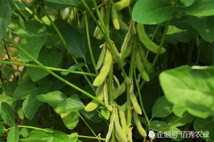 大豆为何只开花不结荚 大豆开花结荚期管理