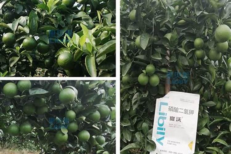 柑橘用什么水溶肥好