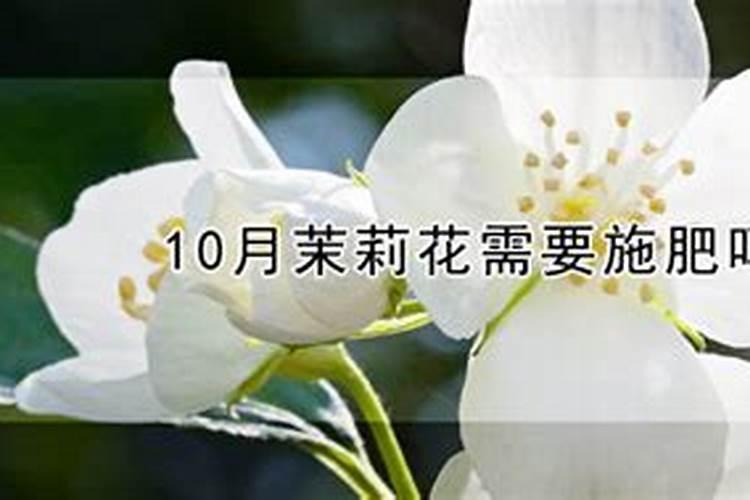 茉莉花施什么肥好