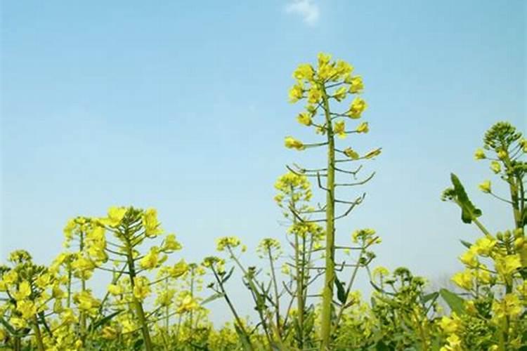 油菜被冻了怎么办如何管理花卉百科