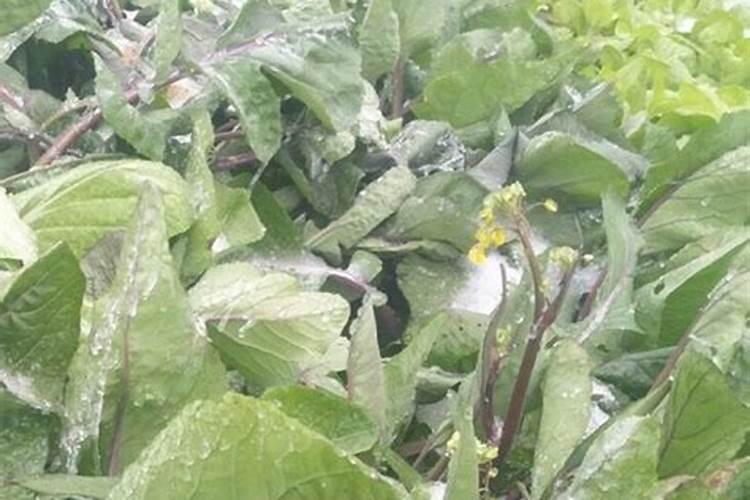 油菜越冬管理有什么技术