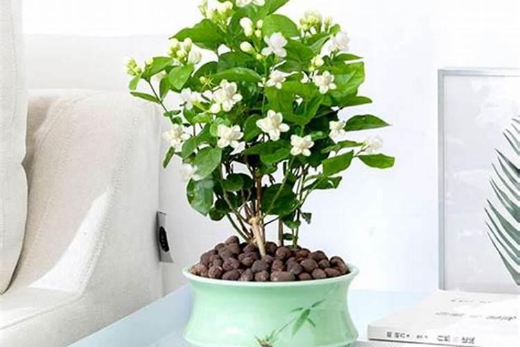 茉莉花怎么施肥施什么肥