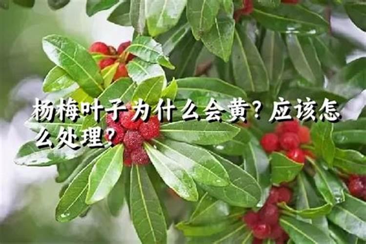 杨梅用什么叶面肥？