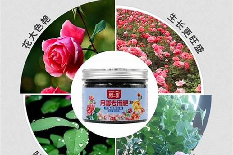 蔷薇花施肥施什么肥料