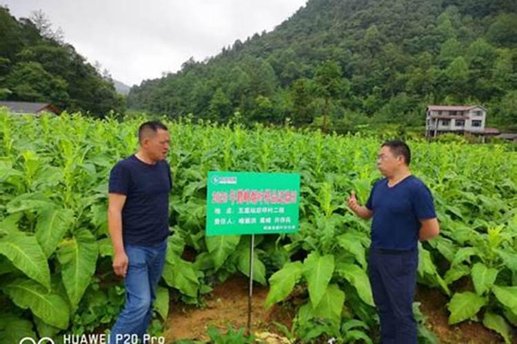种植萝卜如何施硼肥？施硼肥都有哪些好处呢？