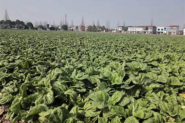 芥菜怎么了？用什么药好？