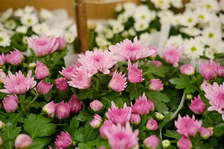 四季菊花花败后怎么办,剪掉花枝后再浇水添肥