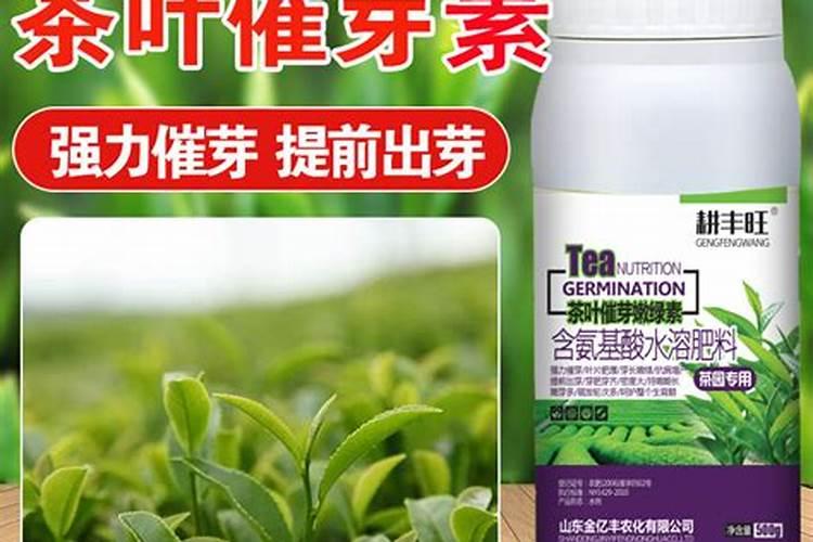 茶叶采摘得了,可不可以喷施叶茶茶叶采摘得了可不可以喷施叶面肥？