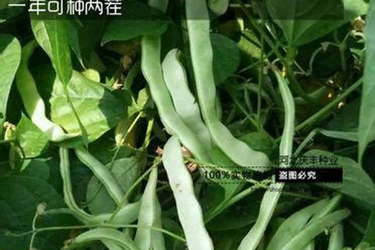 老师你看看这豆角心叶不展是怎么回事啊