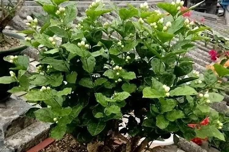 如何克服植物徒长