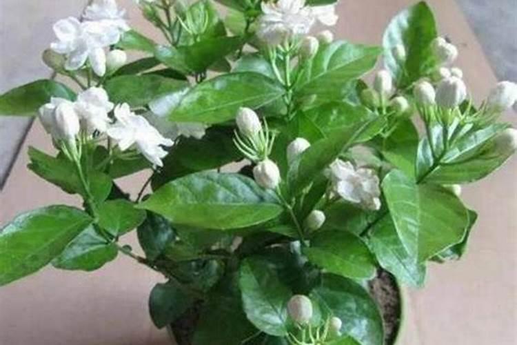 茉莉花施肥方法