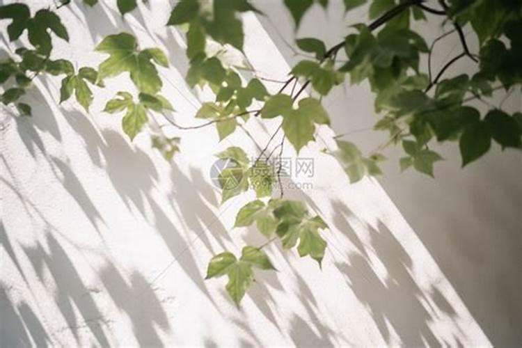 叶面肥是什么肥料 给你详细讲解