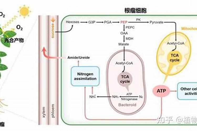 氮肥的作用是什么
