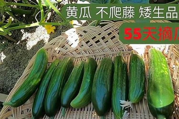 黄瓜叶片发黄,瓜条不直是什么原因造成的？该如何解决？