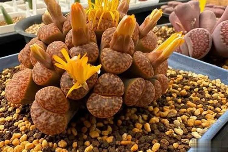 请问多肉植物金钱木天阴下雨能不能喷打叶面肥？