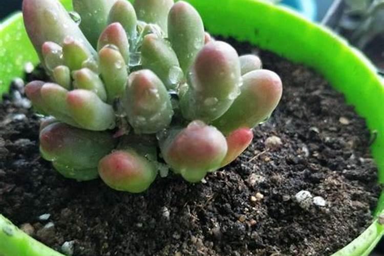 绯花玉有花苞可以施肥吗