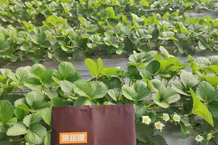 草莓各个时期的施肥方案 什么时候冲高磷肥
