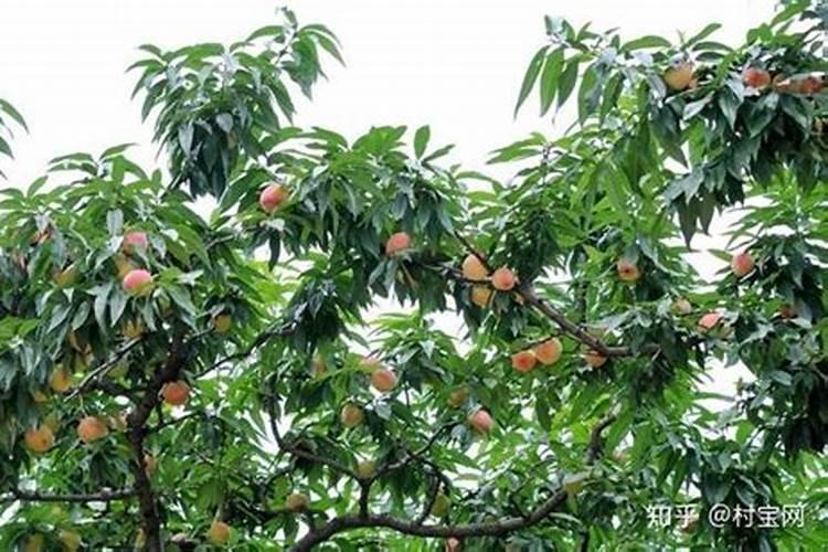 桃树缺磷很容易被忽视,原因是什么？
