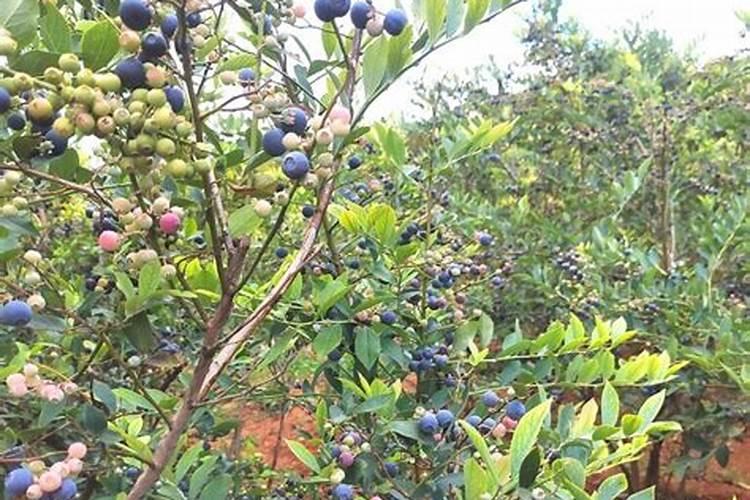 蓝莓,不爱发新枝,菌肥,生根用了,怎么回事？(如图)