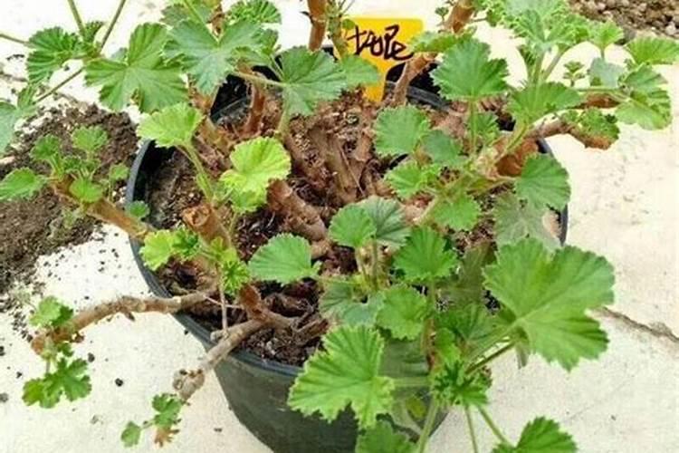 天竺葵施什么肥最好