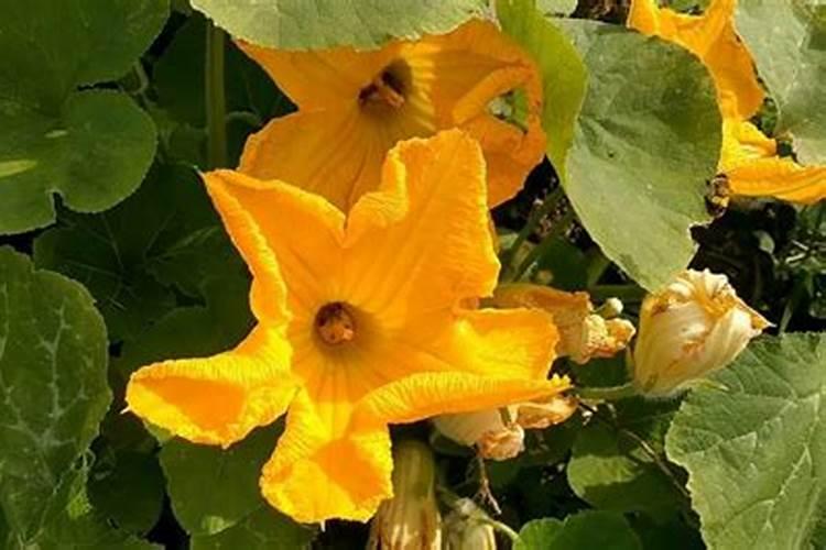芸苔素可不可以打日本南瓜？