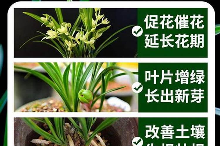 海南槟榔一年能收几次