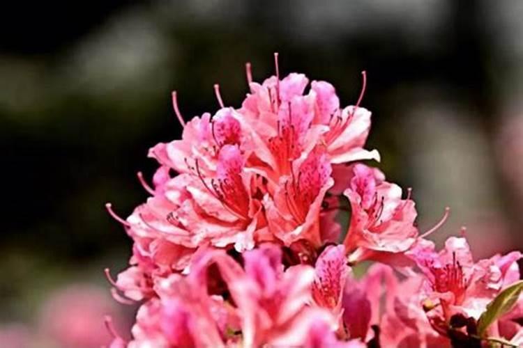 杜鹃花最好施什么肥