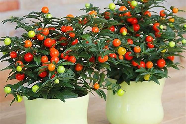 花卉施什么肥好 花卉施哪种肥