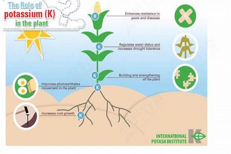 红薯种植底肥什么最好(管理红薯用什么肥料产量高)