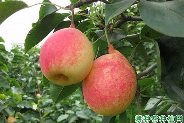 梨树套袋期有哪些农事操作？